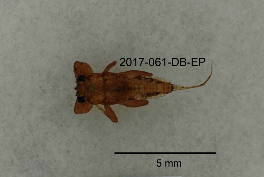 dorsal