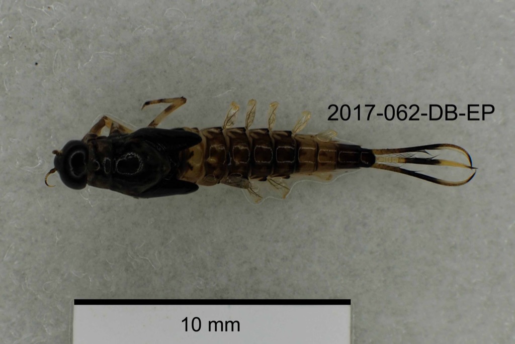 dorsal