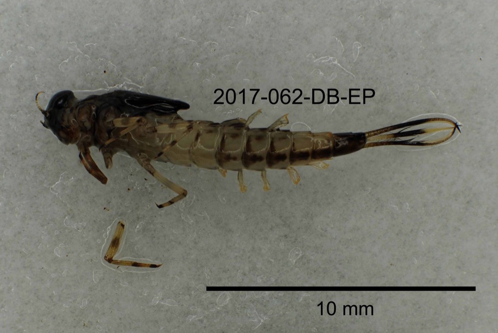 ventral