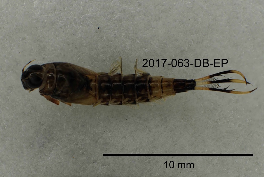 dorsal