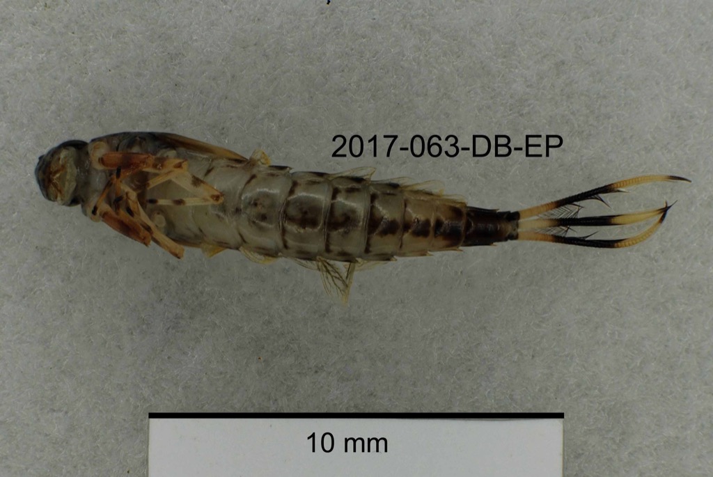 ventral
