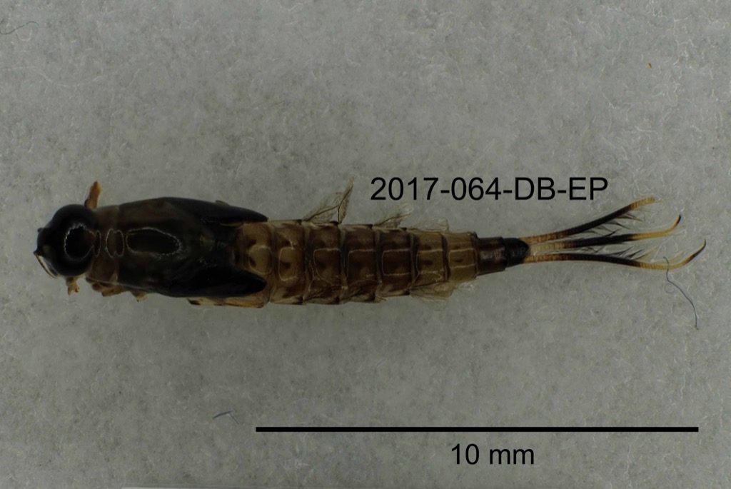 dorsal