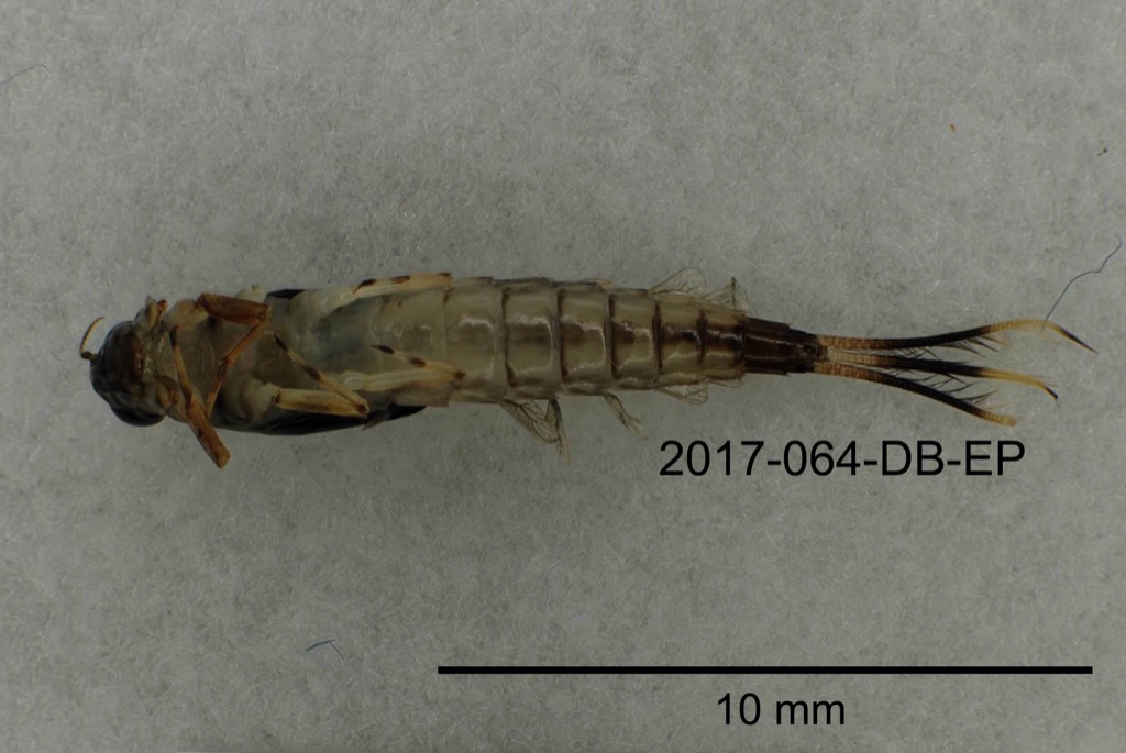 ventral