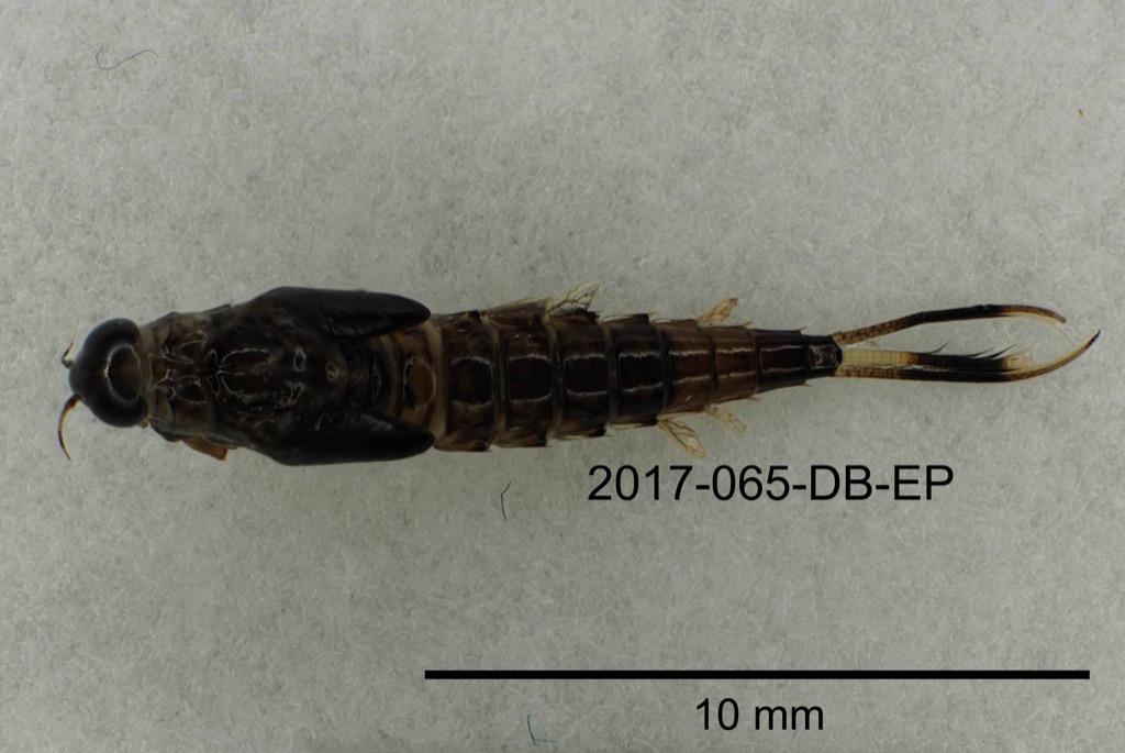 dorsal