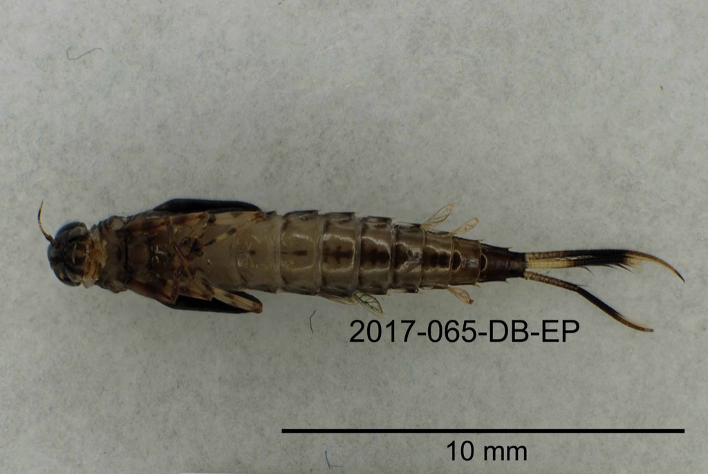 ventral