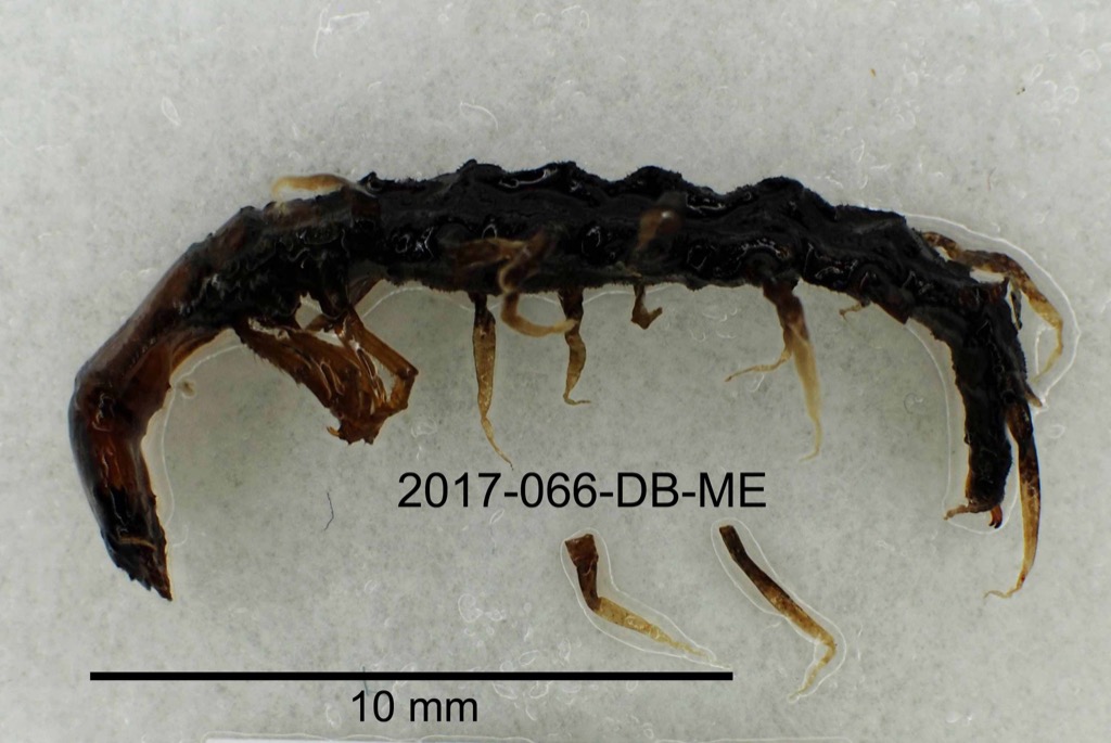 lateral