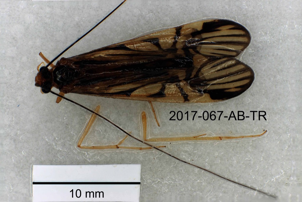 dorsal