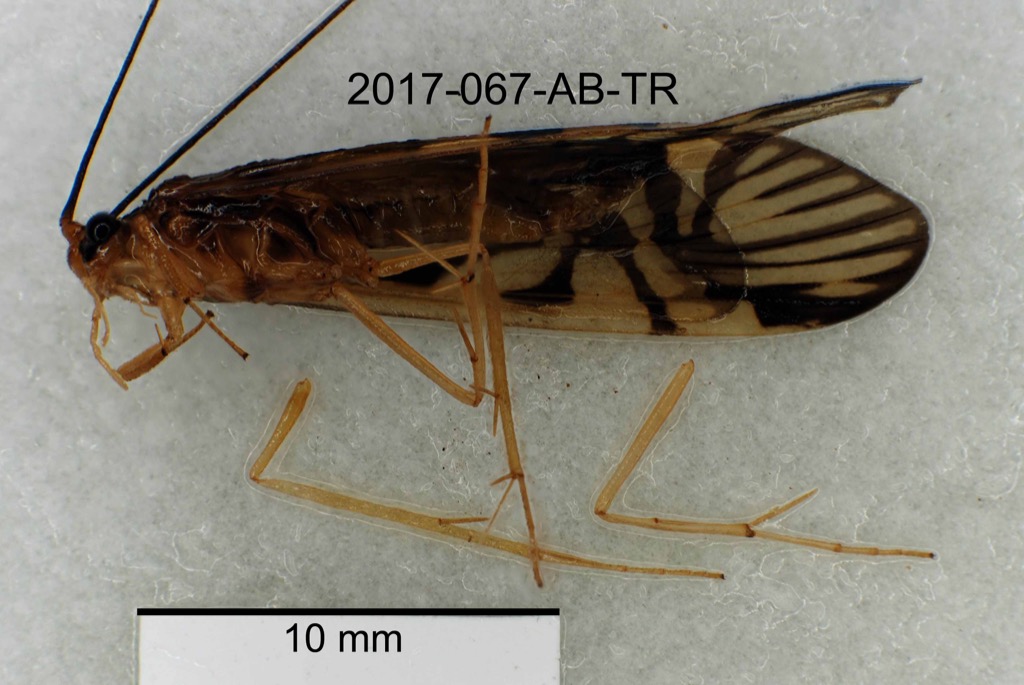 lateral