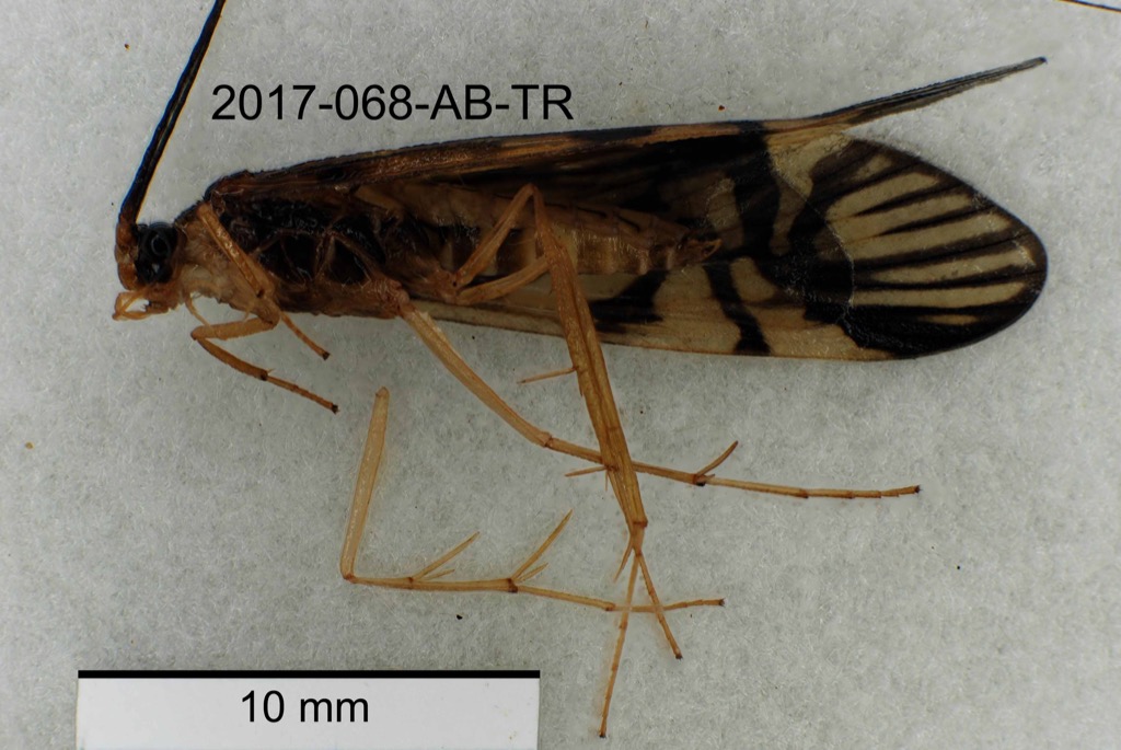lateral