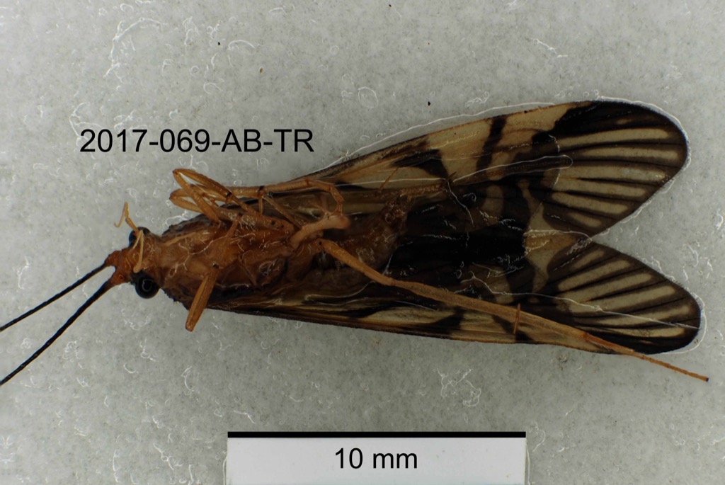 ventral