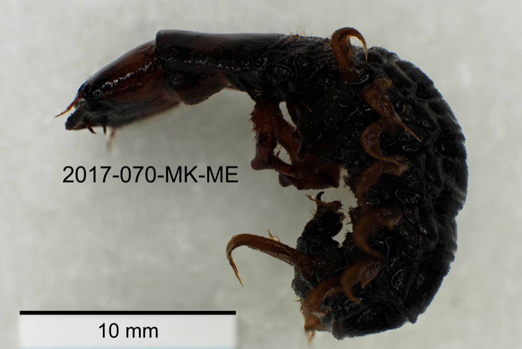 lateral