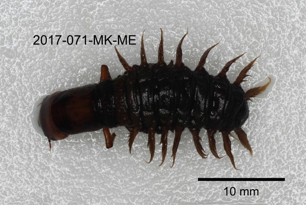 dorsal