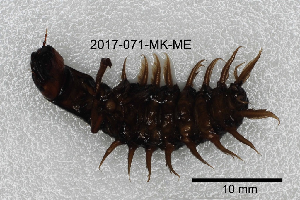 ventral