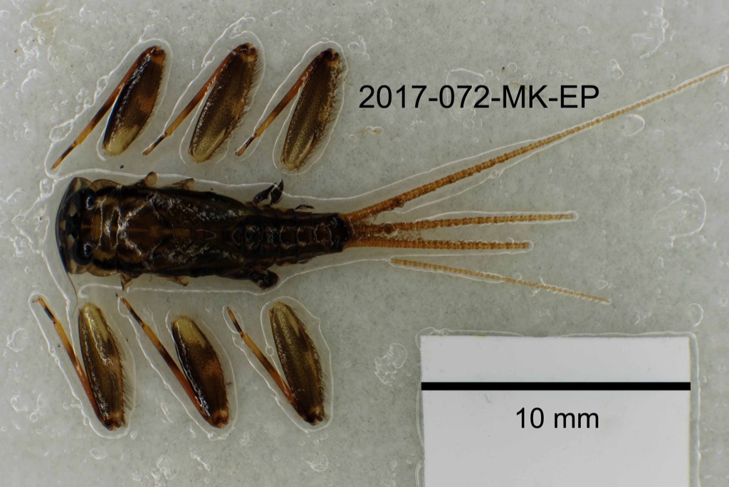 dorsal