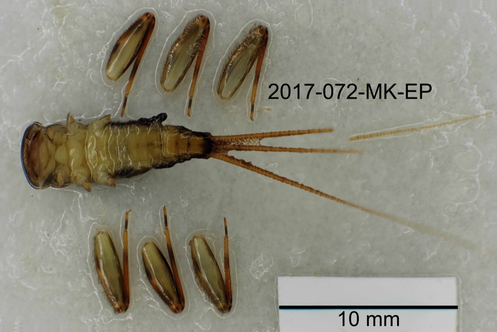 ventral