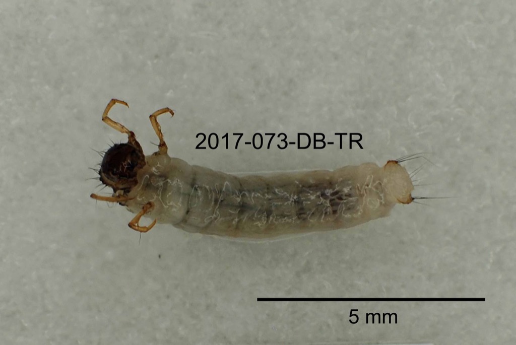 ventral