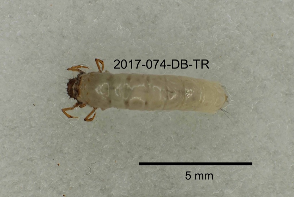 dorsal