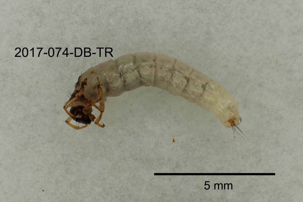 lateral