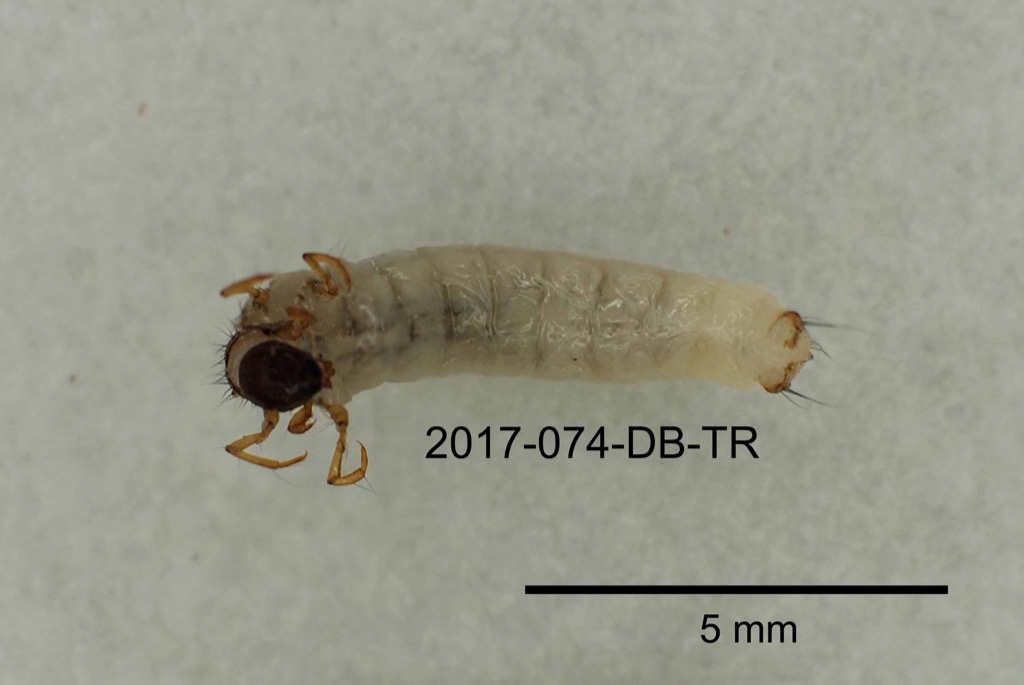ventral