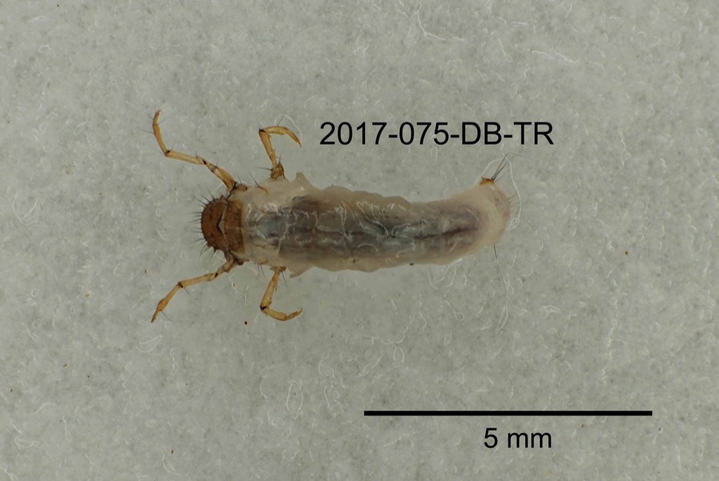 dorsal