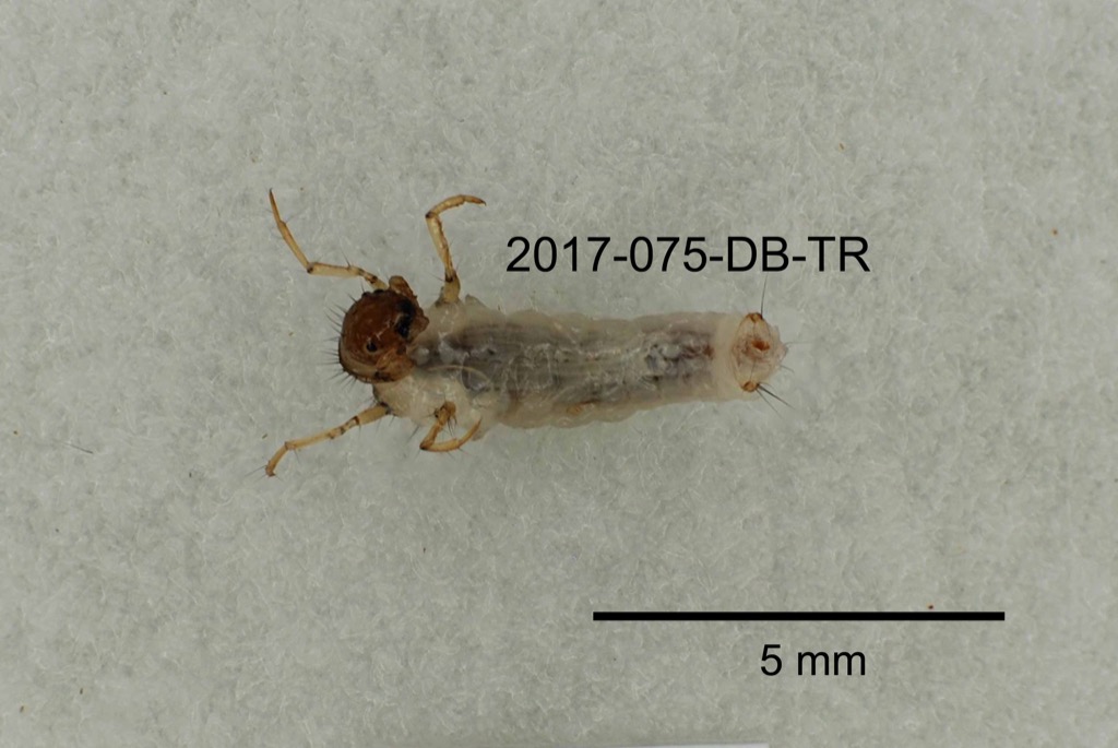 ventral