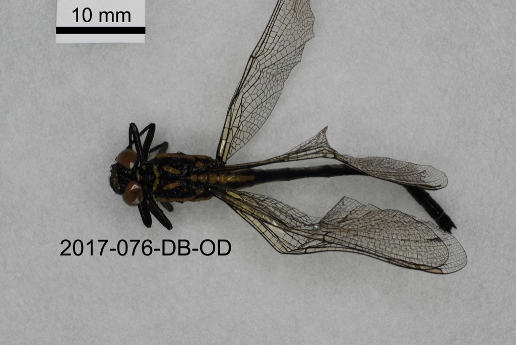 dorsal