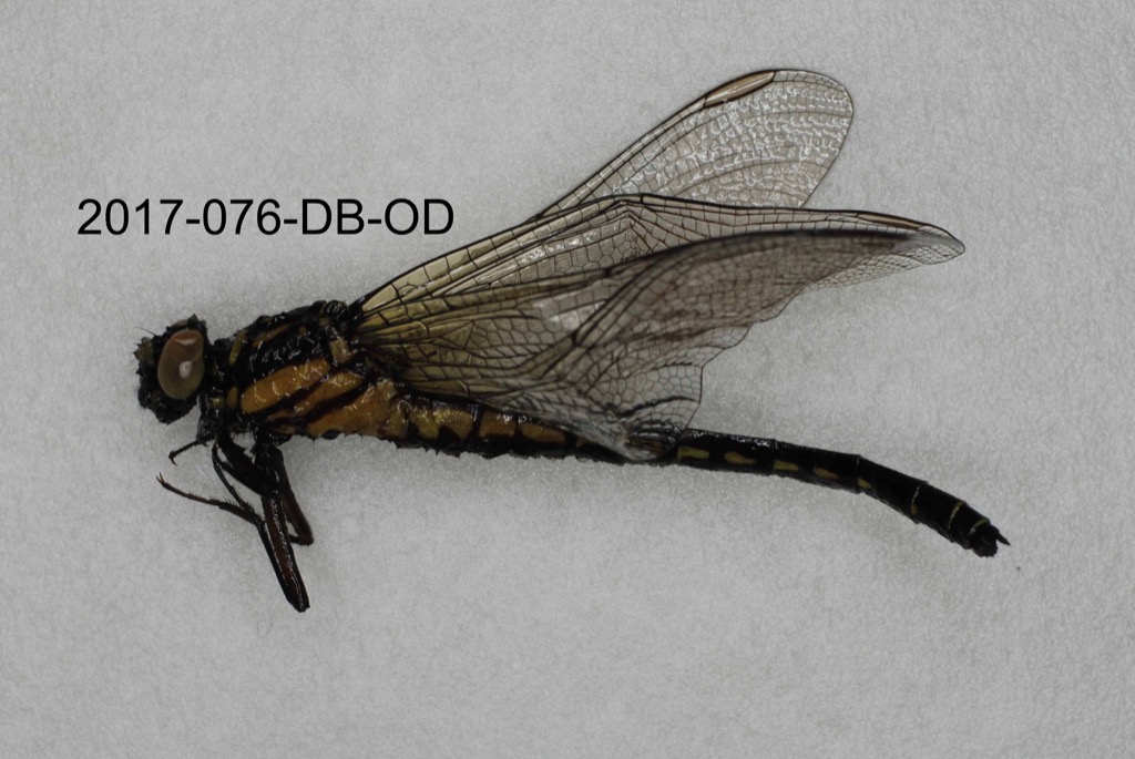 lateral