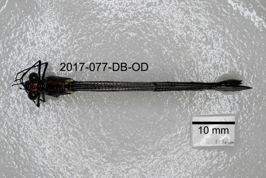 dorsal