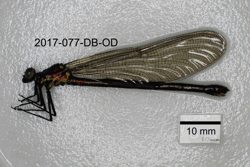 lateral