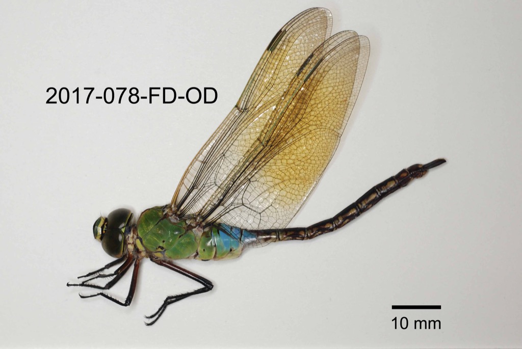 lateral