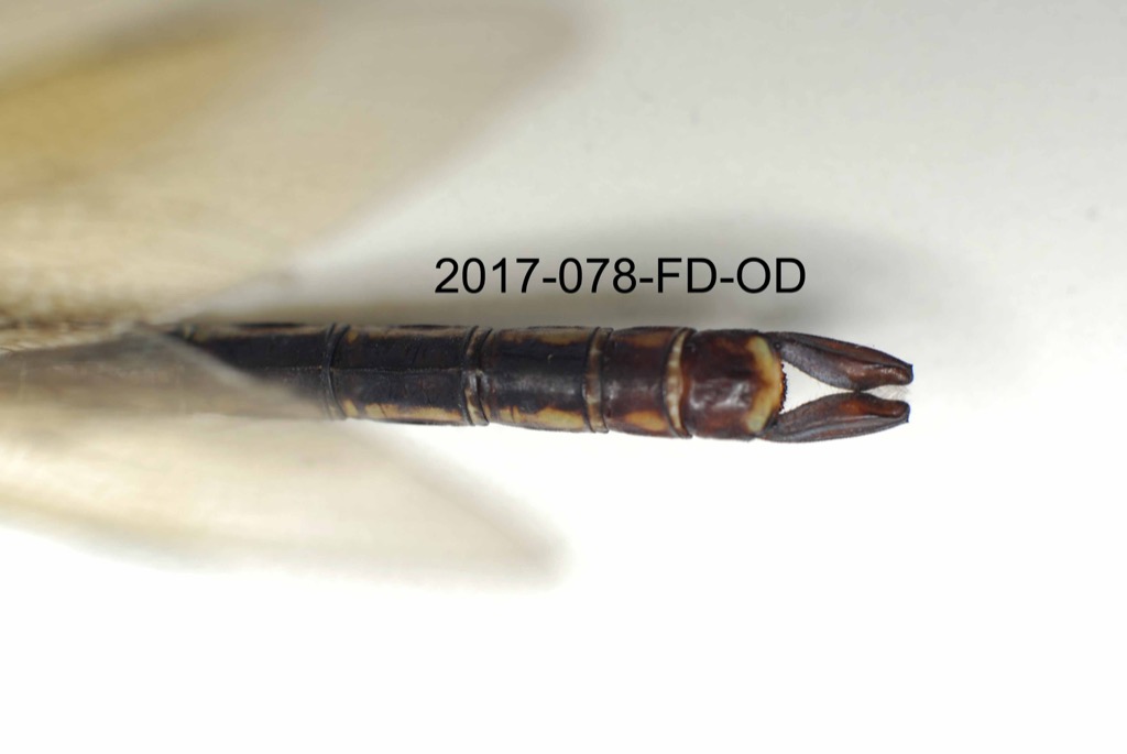 anal appendages dorsal