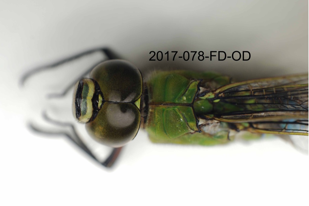 head and thorax dorsal