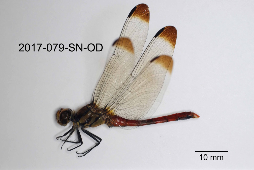 lateral