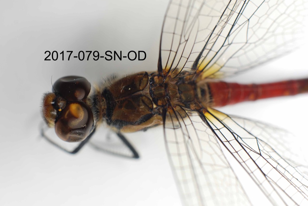 head and thorax dorsal