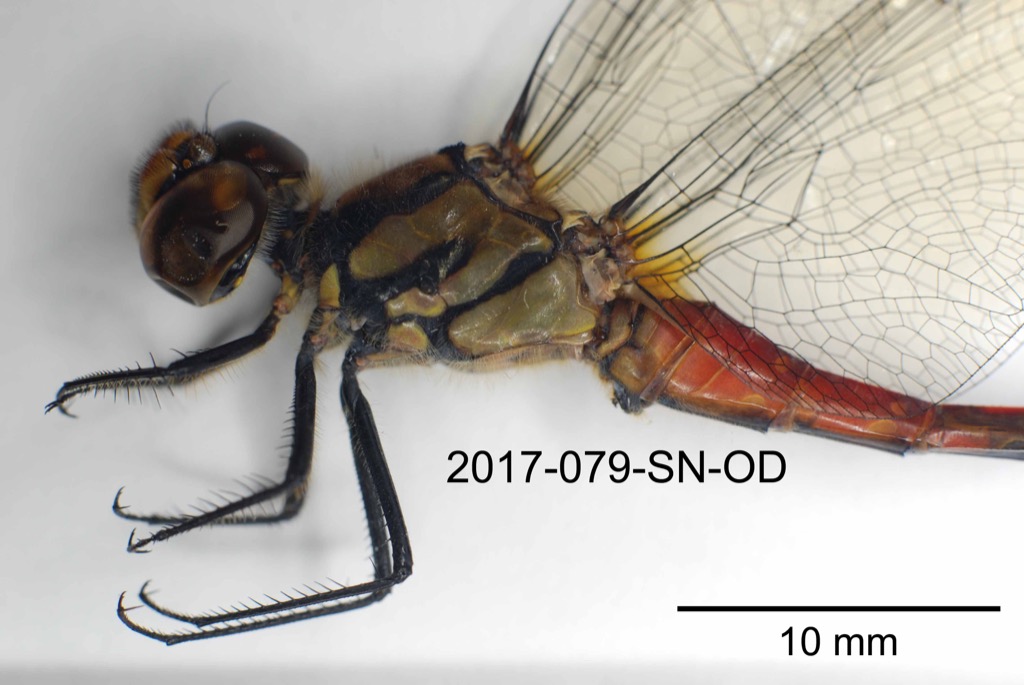 head and thorax lateral