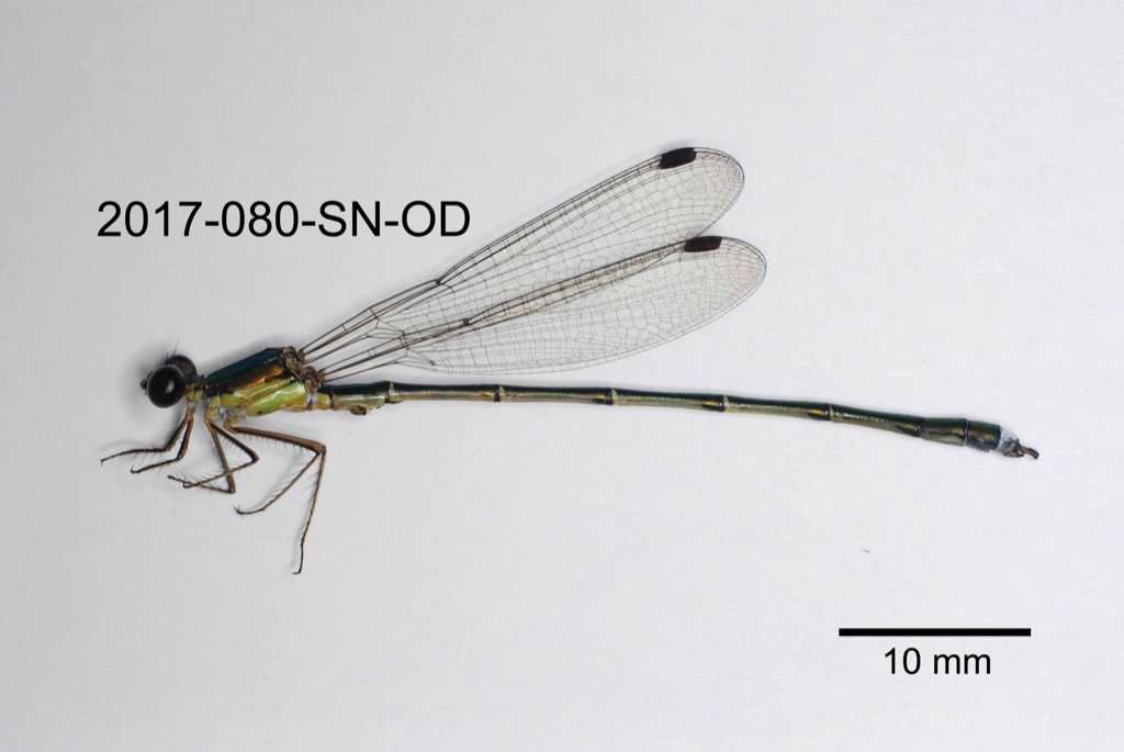 lateral
