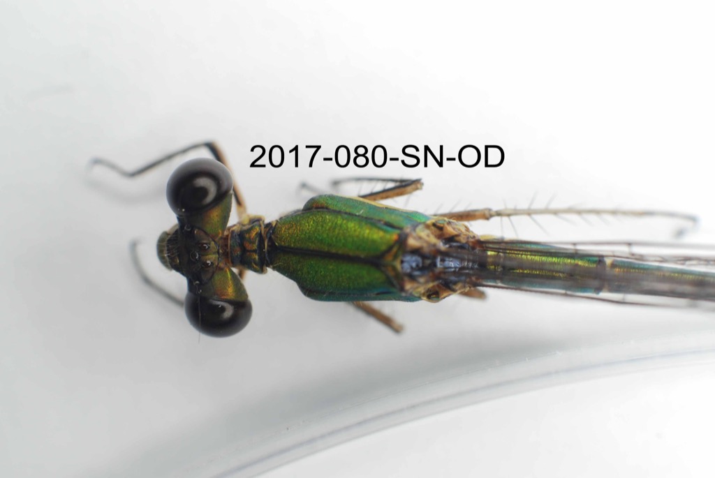 head and thorax dorsal