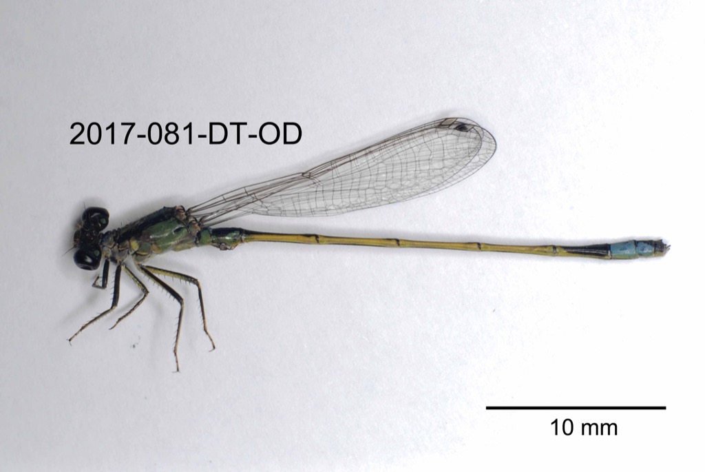 lateral