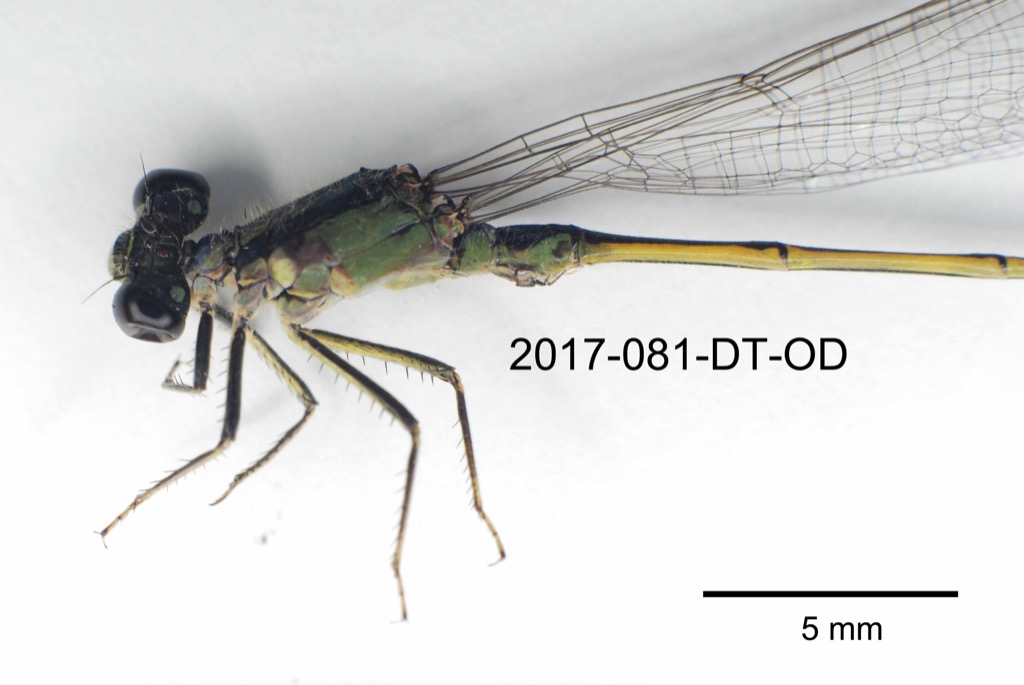 head and thorax lateral