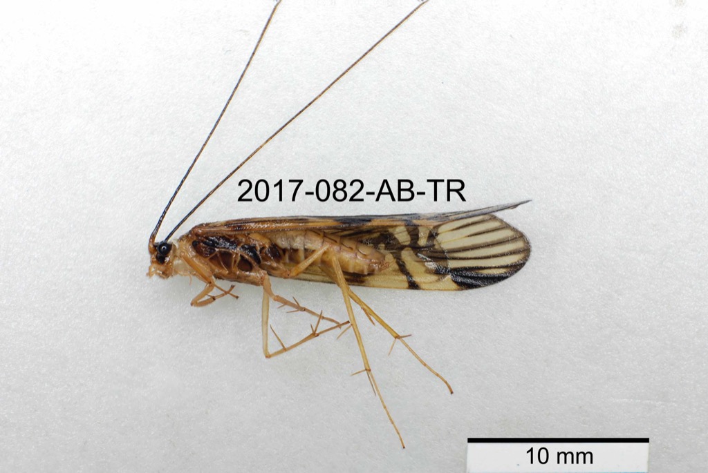 lateral