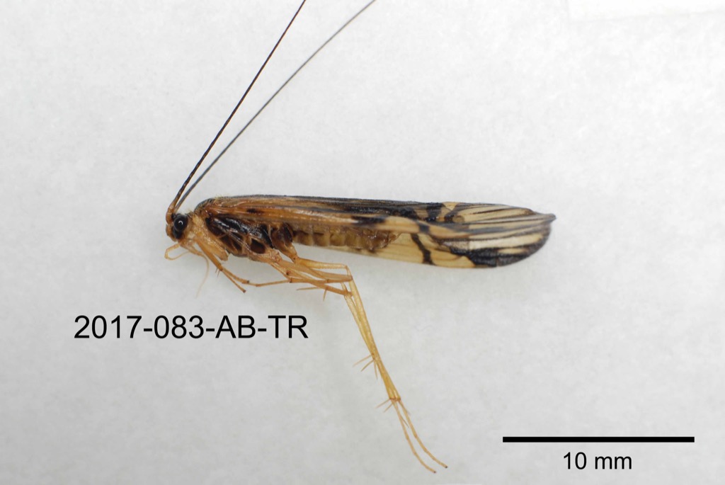 lateral