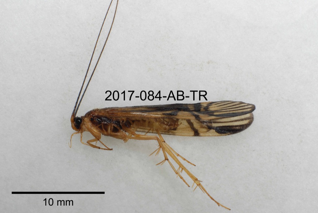 lateral