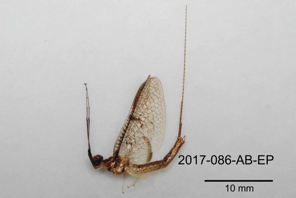 lateral