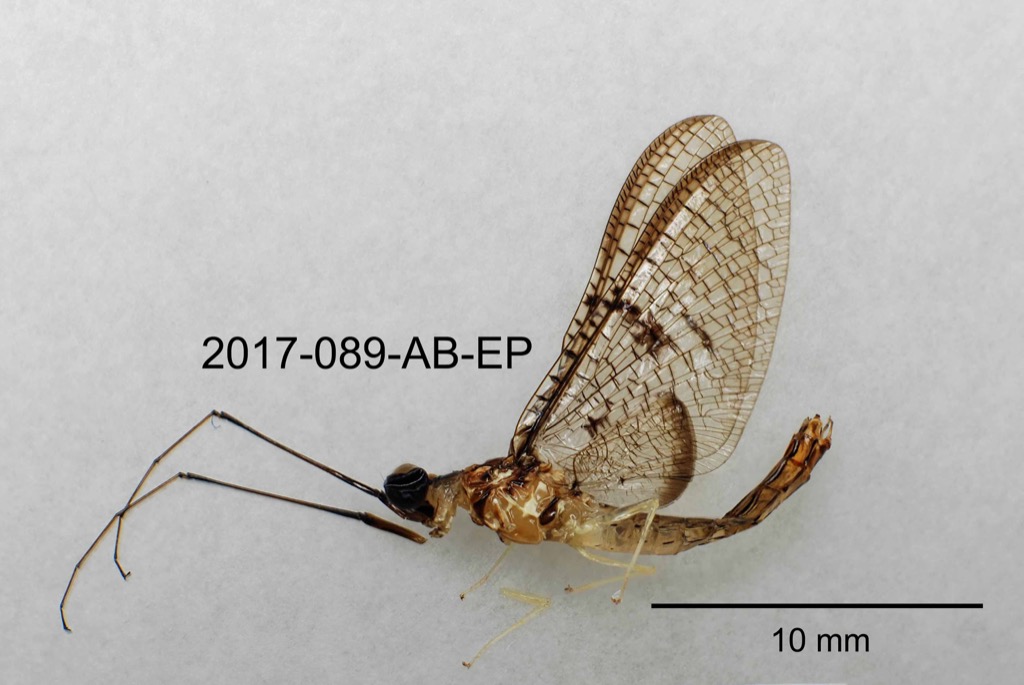 lateral