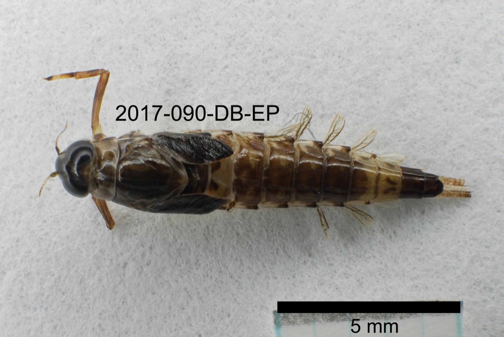 dorsal