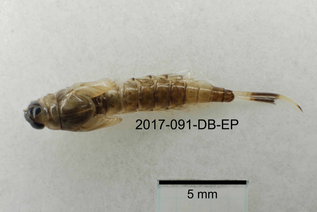 dorsal