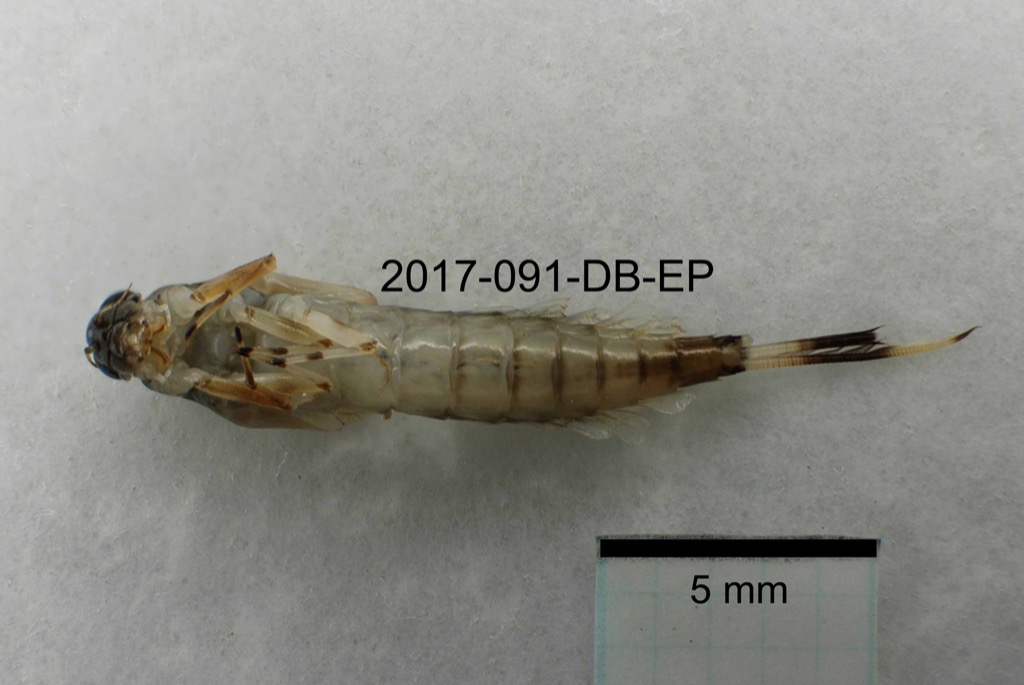 ventral