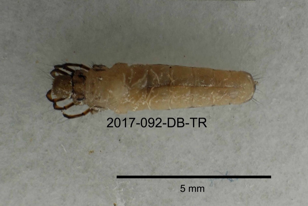 dorsal