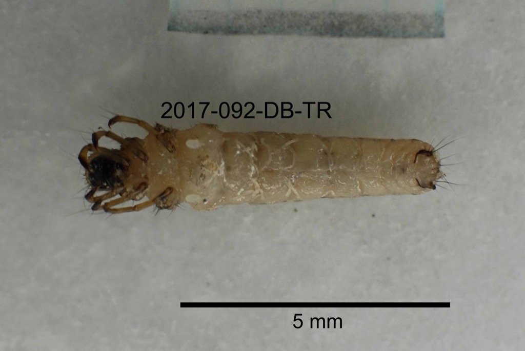 ventral