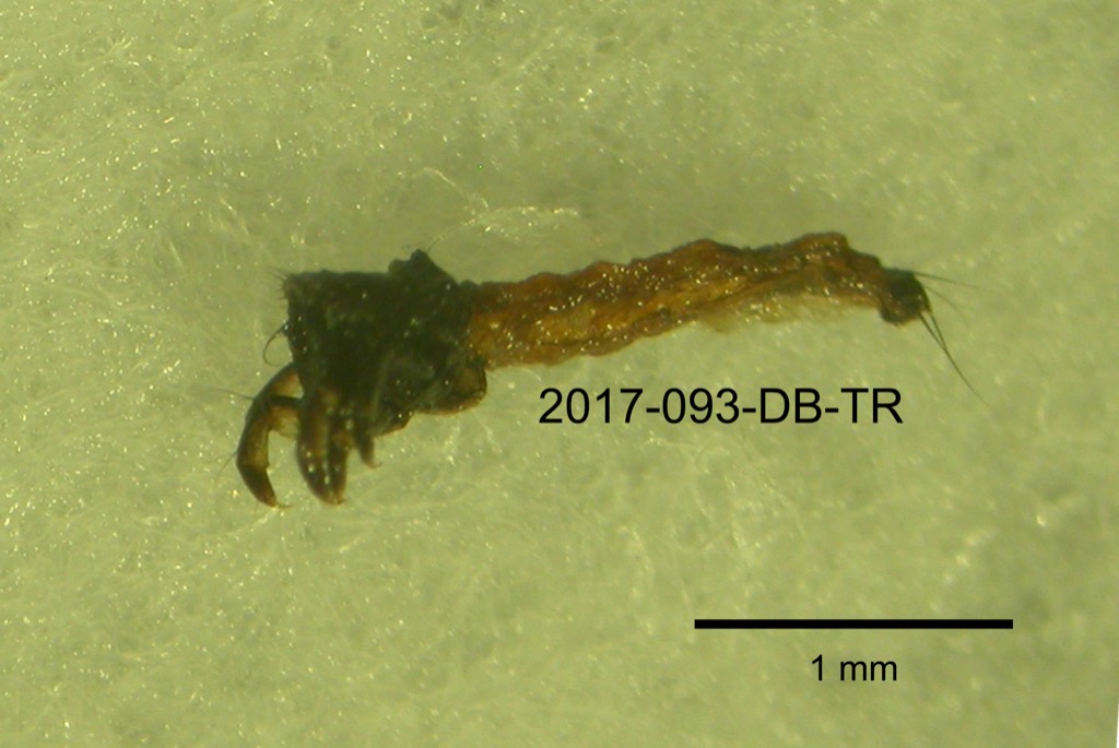 lateral